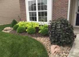 front yard summer 2016
